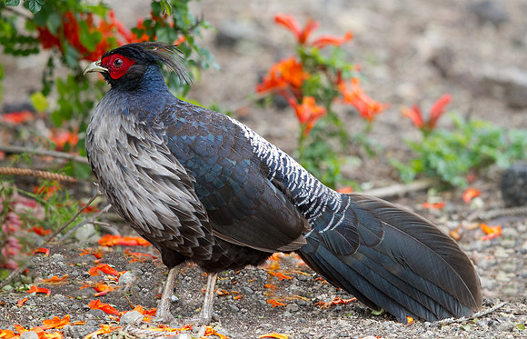 Kalij Pheasant (Lophura leucomelanos) Male