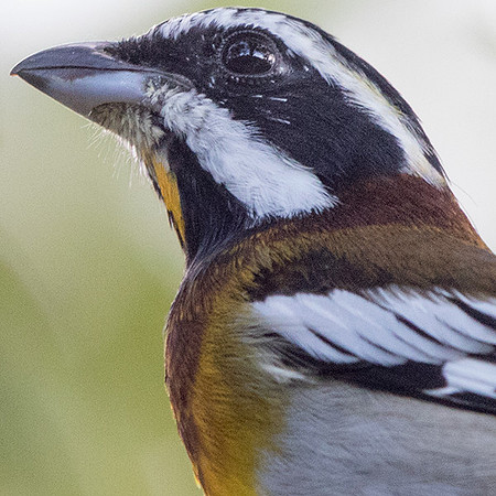 Western Spindalis - Spindalis zena benedicti, Male
