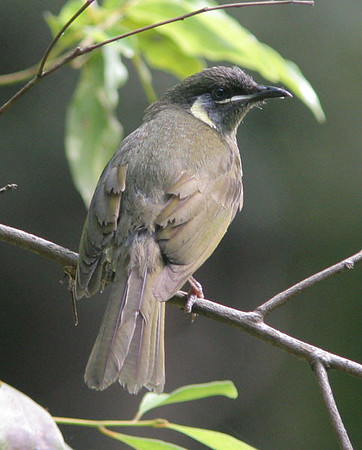 Lewin's Honeyeater (Meliphaga lewinii)