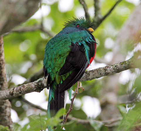 Resplendent Quetzal (Pharomachrus mocinno) male