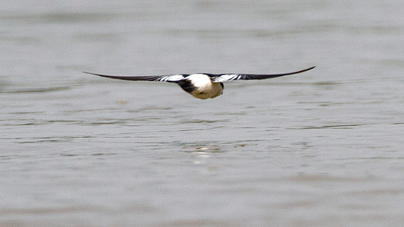 White-winged Swallow (Tachycineta albiventer)