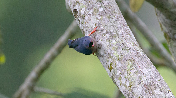 Velvet-fronted Nuthatch (Sitta frontalis)
