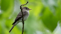 3Q2A0658 copy Eastern Wood-Pewee