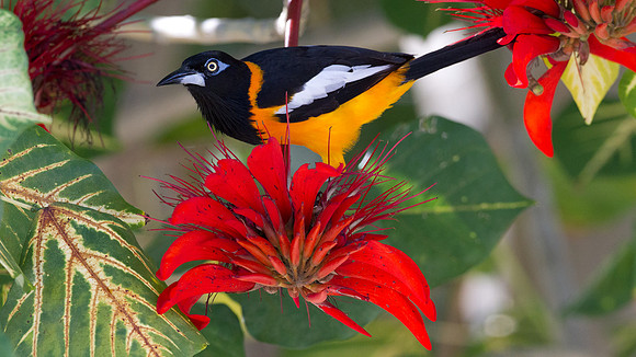 Venezuelan Troupial (Icterus icterus)