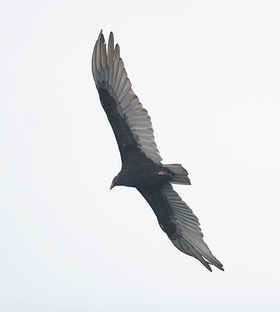 vulture?