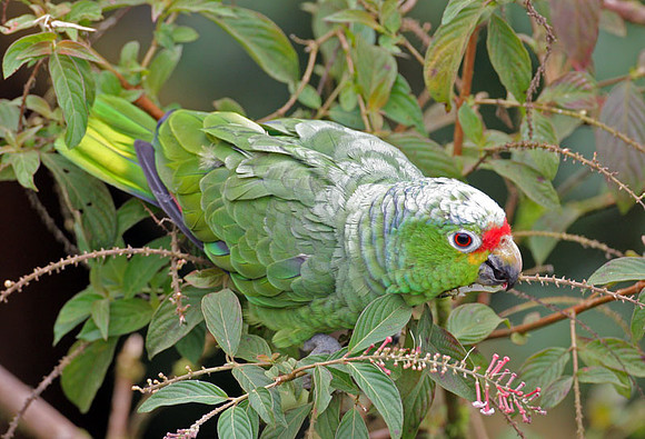 Red-lored Parrot (Amazona autumnalis) also known as Red-lored Amazon