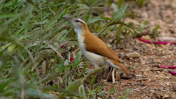 Pacific Hornero (Furnarius leucopus cinnamomeus)