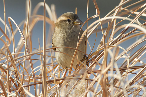 Song Sparrow (Melospiza melodia)