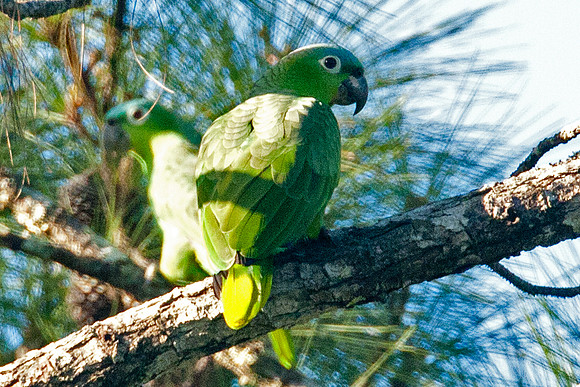 Mealy Amazon (Amazona farinosa) also known as Mealy Parrot