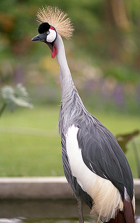 Grey Crowned Crane (Balearica regulorum)