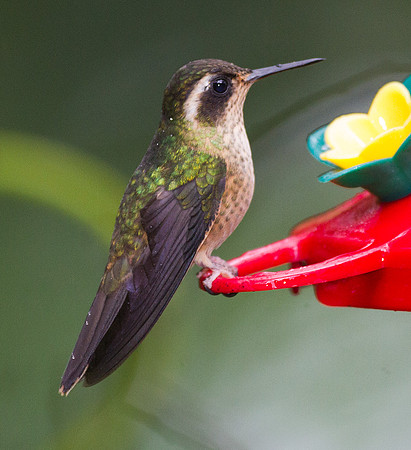 Speckled Hummingbird (Adelomyia melanogenys)
