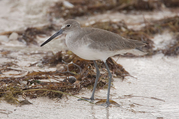 Willet (Tringa semipalmata)