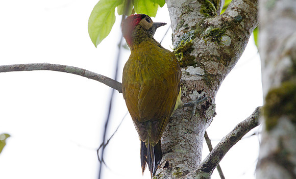 Golden-olive Woodpecker (Colaptes rubiginosus)