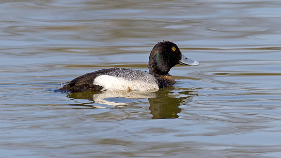 Lesser Scaup (Aythya affinis)