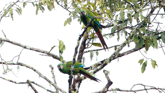Chestnut-fronted Macaw (Ara severus)