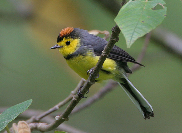 Collared Redstart (Myioborus torquatus)