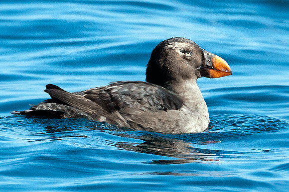 Tufted Puffin (Fratercula cirrhata)