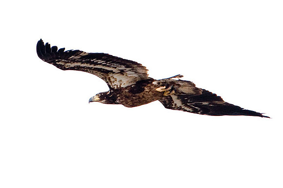 Bald Eagle (Haliaeetus leucocephalus) immature