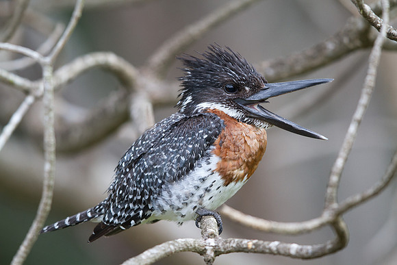 Giant Kingfisher (Megaceryle maxima)