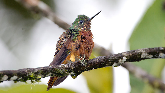 Chestnut-breasted Coronet (Boissonneaua matthewsii)