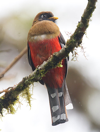 Masked Trogon (Trogon personatus)