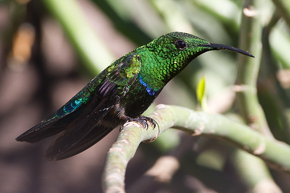 Green-throated Carib (Eulampis holosericeus)