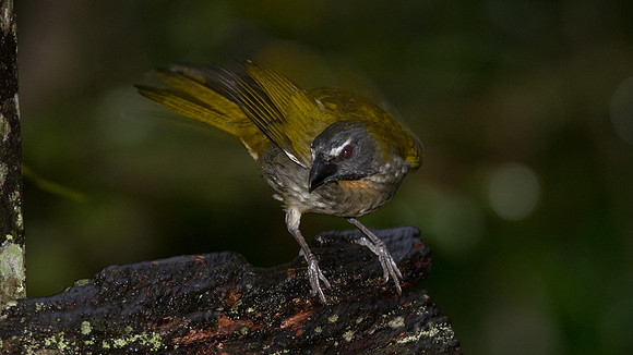 Buff-throated Saltator (Saltator maximus)