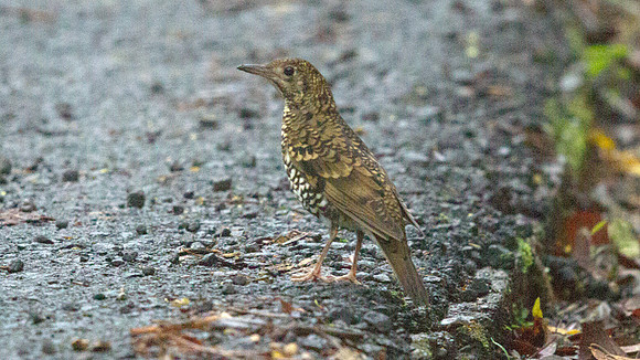Scaly thrush (Zoothera dauma)