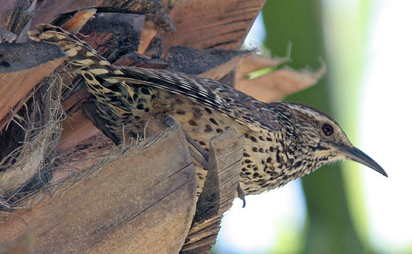 Cactus Wren (Campylorhynchus brunneicapillus)