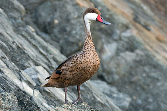 White-cheeked Pintail (Anas bahamensis)