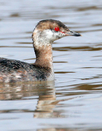 Horned Grebe (Podiceps auritus) winter plumage; also known as Slavonian Grebe