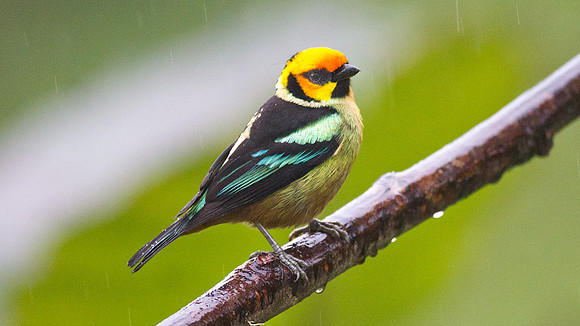 Flame-faced Tanager (Tangara parzudakii)