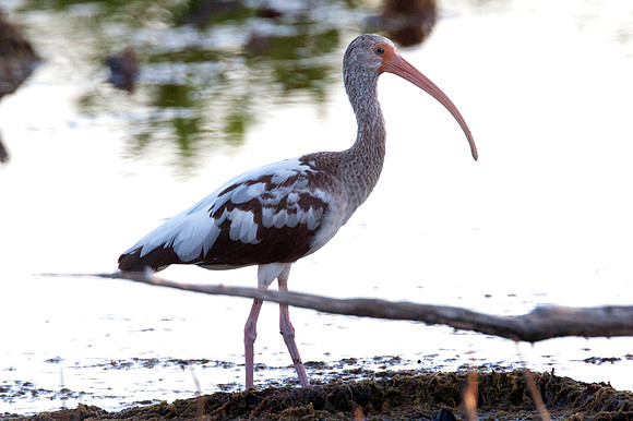 American White Ibis (Eudocimus albus) immature
