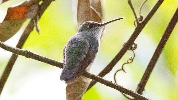 White-bellied Hummingbird (Amazilia chionogaster) or Green-and-white Hummingbird (Amazilia viridicauda)