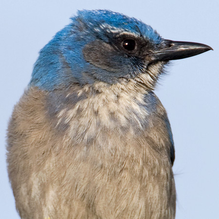 Western Scrub-Jay (Aphelocoma californica)