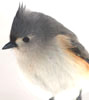 Tufted Titmouse (Baeolophus bicolor)