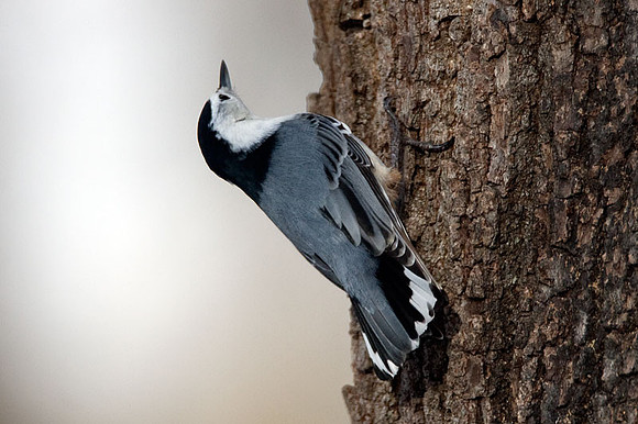 White-breasted Nuthatch (Sitta carolinensis)