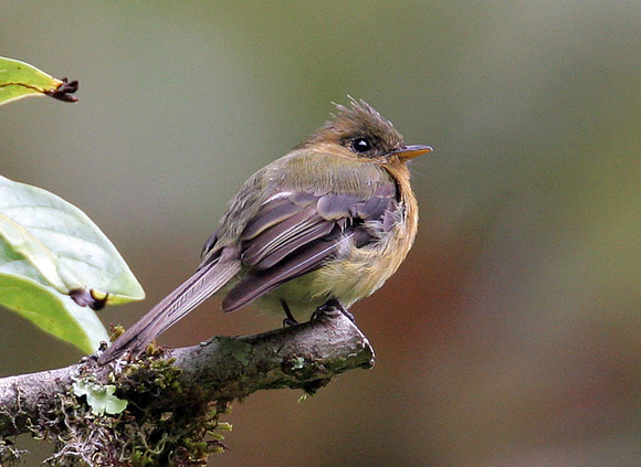 Northern Tufted Flycatcher (Mitrephanes phaeocercus)
