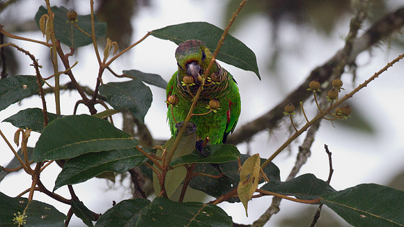 Maroon-tailed Parakeet (Pyrrhura melanura)