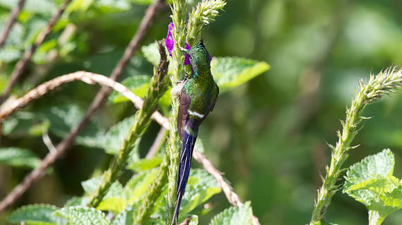 Wire-crested Thorntail (Discosura popelairii)