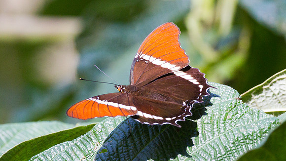 Rusty-tipped Page (Siproeta epaphus)