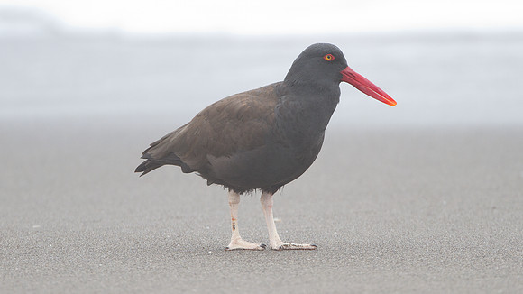 Blackish Oystercatcher (Haematopus ater)