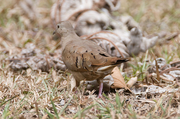 Ruddy Ground Dove (Columbina talpacoti) female