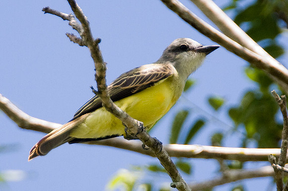 Couch's Kingbird (Tyrannus couchii)