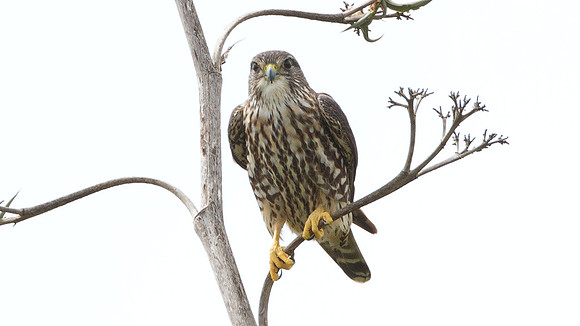 Merlin (Falco columbarius)