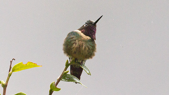 Amethyst-throated sunangel (Heliangelus amethysticollis)