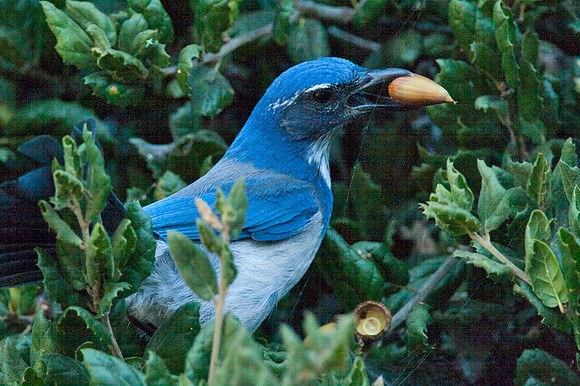 Western Scrub-Jay (Aphelocoma californica)