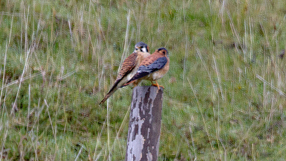 American Kestrel (Falco sparverius)