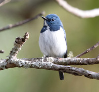 Ultramarine flycatcher (Ficedula superciliaris) Male
