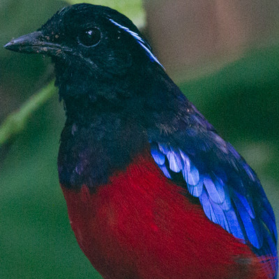 Black-headed Pitta (Pitta ussheri)
